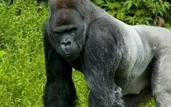 The Death of Harambe